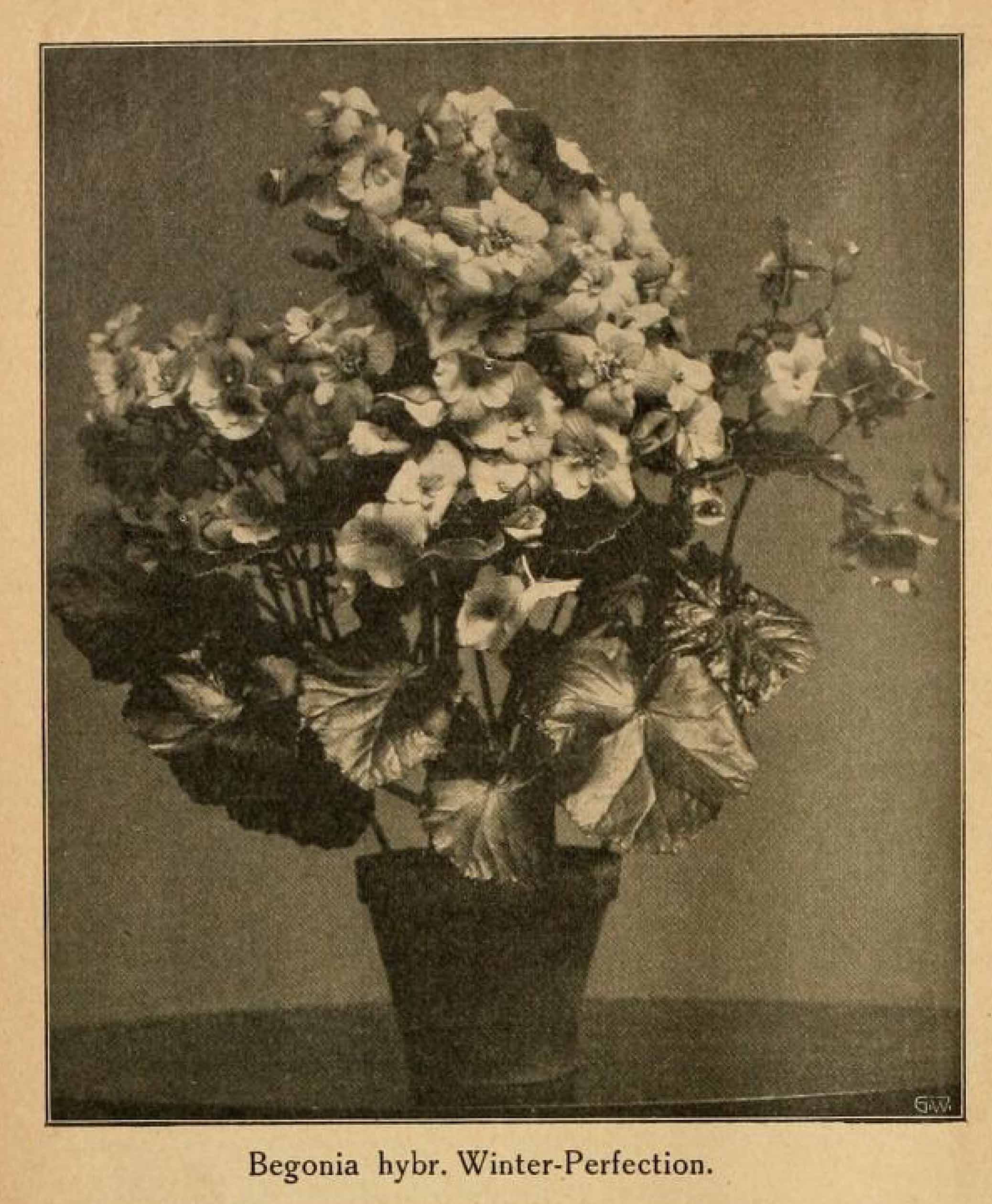 B. ‘Winter Perfection’
